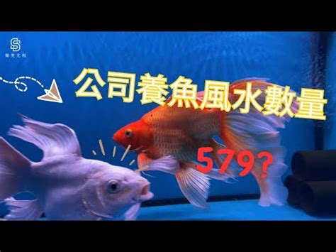 魚缸魚的數量|養對魚數：財運滾滾來